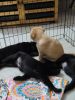 Lab puppies for sal