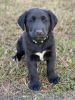 Cuddly and playful Lab/Collie Pup Ready to Go 2/23