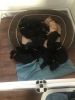 Purebred black lab pups AKC registered