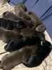 Weimador puppies for sale