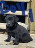 Lab Mixed Puppies For Sale