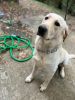 Full blood yellow lab for sell 1 yrs old