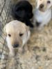 AKC Labrador Retriever puppies. Blacks and yellows available,