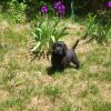 Black Labrador retriever puppies
