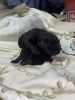 English Black Labrador Puppies for Sale