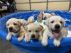 AKC Yellow Labrador puppies available!