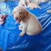 Lab Puppies for sale