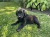 Black Lab, Australian Shepherd, Pyrenees Mix Puppies