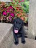 Black Labs For Sale