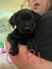 Lab/Cane Corso pups ready for new home!