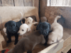 AKC Registered Lab Puppies
