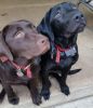 Akc registered Labrador Retriever Puppies