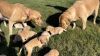 AKC Fox Red Labrador puppies