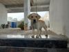 Labrador puppy for sale in Hyderabad