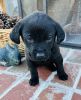 AKC Black Male Puppies for Sale