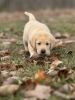 Akc lab puppies for sale