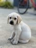 Heavy bone Labrador puppy for a best deal