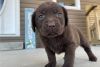 Chunky Labrador Retriever Puppies for sale