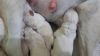 Labrador Puppy | Born 28 Feb 2024 | Professionally Breaded | Cage free