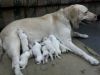 CH Linage Labrador Pups for sale = xxxxxxxxxx