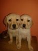 labrador pups for sale in subbu kennel