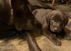 AKC REGISTERED CHOCOLATE LAB PUPPIES