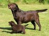 Want to buy a Female Labrador in Chocolate color