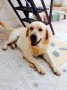 Selling 2 year Old Labrador Retriever Male