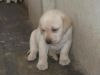 Labrador female puppies for sale!