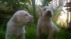 Show quality Fawn Labrador Retriever Puppies