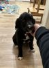 10 week old lab puppy Kovy