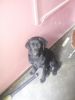 want to sell female black Labrador