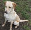 i want sell my 8 month old female labrador