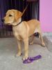 labrador retriever 4 month puppy for sale in patna