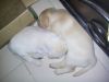 labrador puppies for sell!!