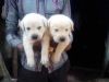 Labrador Puppies for sale in mumbai