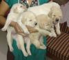 Labrador puppies for sale !!!!!