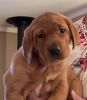 Purebred Fox Red lab pups for sale