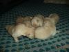 Fine Quality Labrador Puppies for sale