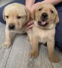 Labrador Retriever Puppies (Fully Vaccinated)