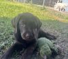 Labrador Retriever chocolate female puppy