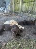 Labrador Retriever chocolate male puppy