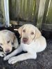 Labrador Retriever yellow female puppy