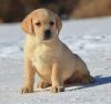 Cute Labrador Retreiver Puppy for sell now
