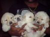 Cute labrador puppies for sale