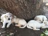 4 pure labrador puppies for sale