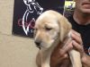 Champagne Lab Puppies For Sale. Ready To Go!!