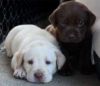 Adorable Labrador Retriever Puppies xxx) xxx-xxx0