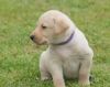Labrador Retrievers puppies for sale