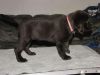 Chocolate Labrador Female Akc Champion Line Puppy